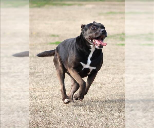 Medium Photo #2 Labrador Retriever-Unknown Mix Puppy For Sale in Grovetown, GA, USA