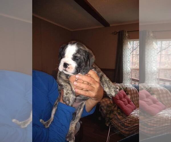 Medium Photo #10 Bulldog Puppy For Sale in TUNNEL HILL, GA, USA