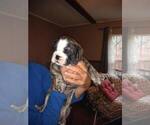 Small Photo #10 Bulldog Puppy For Sale in TUNNEL HILL, GA, USA