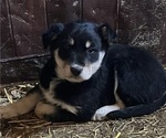 Puppy 4 Australian Cattle Dog-Labrador Retriever Mix