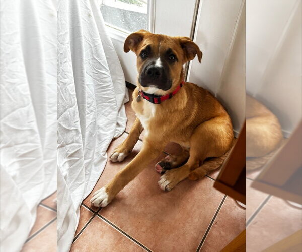 Medium Photo #2 Boxer-Unknown Mix Puppy For Sale in Salt Lake City, UT, USA