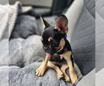 Small #1 French Bulldog