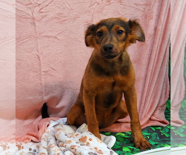 Medium Photo #2 American Pit Bull Terrier-Unknown Mix Puppy For Sale in Wetumpka, AL, USA