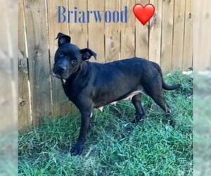 Briarwood - Female American Bulldog-Unknown Mix Dog for Adoption - Photo #4