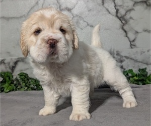 Medium Cocker-Pei