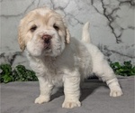 Puppy Vanilla Cocker-Pei