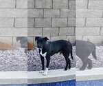 Small Photo #2 American Pit Bull Terrier-Border Collie Mix Puppy For Sale in phoenix, AZ, USA