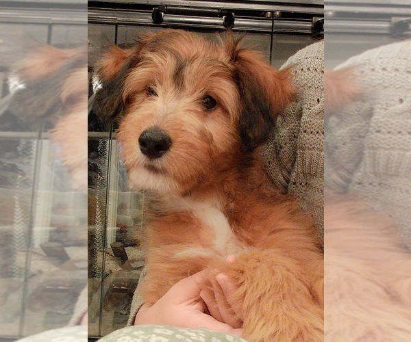 Medium Photo #26 Cadoodle Puppy For Sale in PERU, IN, USA