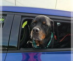 Small #4 Rottweiler