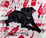 Small Photo #3 American Pit Bull Terrier-Unknown Mix Puppy For Sale in Fenton, MO, USA