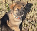 Puppy Sheba Alaskan Shepherd