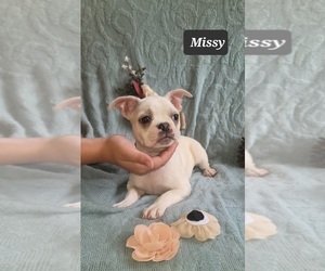 Boston Terrier Puppy for sale in MINERAL WELLS, WV, USA