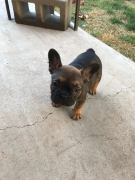 Medium Photo #5 French Bulldog Puppy For Sale in FRUITVALE, CO, USA