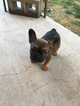 Small Photo #5 French Bulldog Puppy For Sale in FRUITVALE, CO, USA