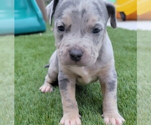 American Bully Puppy for Sale in NEW BERN, North Carolina USA
