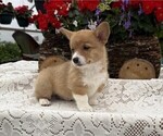 Small #2 Pembroke Welsh Corgi