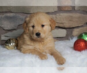 Golden Retriever Puppy for sale in FREDERICKSBG, OH, USA