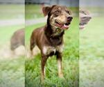 Small #3 Labrador Retriever Mix