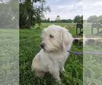 Small #1 Shih Tzu Mix