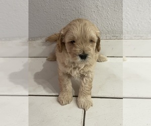 Goldendoodle (Miniature) Puppy for Sale in HIALEAH, Florida USA