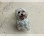 Small Photo #1 Poodle (Miniature)-Unknown Mix Puppy For Sale in Rancho Cucamonga, CA, USA