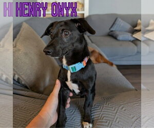 Henry Onyx - Male Dachshund-Unknown Mix Dog for Adoption - Photo #4