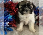 Small #5 Shih Tzu