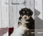 Puppy Valerie Bernedoodle