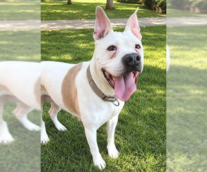 Mutt Dogs for adoption in Sacramento, CA, USA