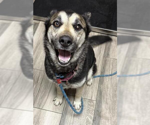 Medium Photo #2 Gerberian Shepsky Puppy For Sale in Redlands, CA, USA