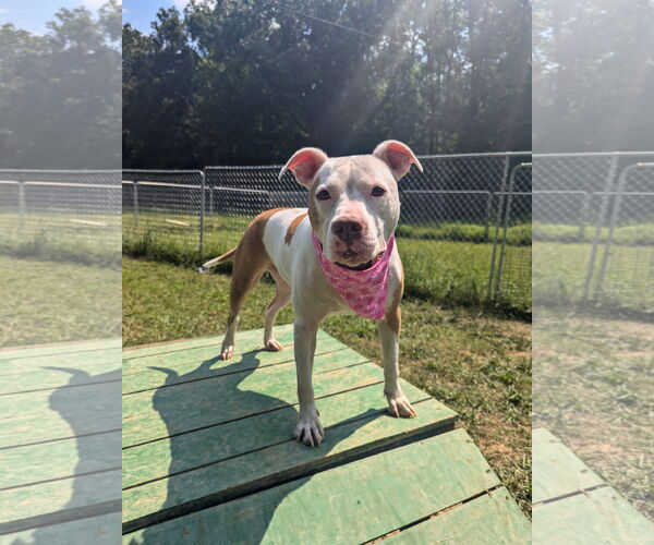 Medium Photo #6 American Bulldog-Unknown Mix Puppy For Sale in Calhoun, GA, USA