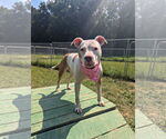 Small #5 American Bulldog Mix