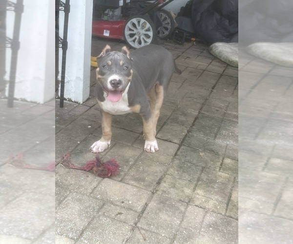 Medium Photo #5 American Bully Puppy For Sale in PIKESVILLE, MD, USA