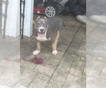 Small #4 American Bully