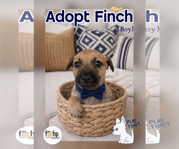 Medium Photo #1 Chihuahua Puppy For Sale in Menifee, CA, USA