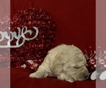 Small Photo #36 Goldendoodle-Poodle (Standard) Mix Puppy For Sale in VACAVILLE, CA, USA