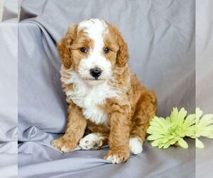 Goldendoodle-Poodle (Miniature) Mix Puppy for sale in SUNBURY, PA, USA