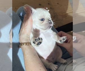 Medium French Bulldog