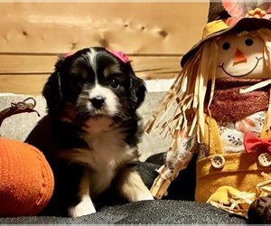 Aussalier Puppy for sale in PICAYUNE, MS, USA