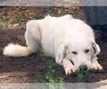 Small #2 Great Pyrenees