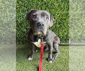 Mutt Dogs for adoption in Naples, FL, USA
