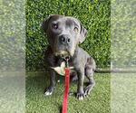 JACOB - Male Mutt Dog for Adoption - Small photo