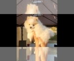 Puppy Priscilla Pomeranian