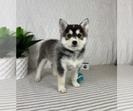 Small #1 Pomsky