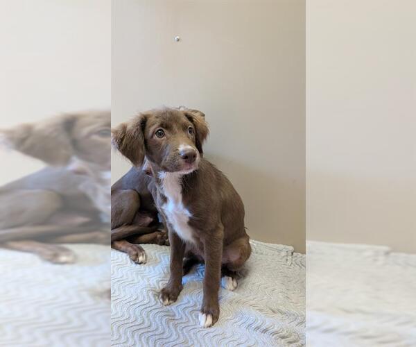 Medium Photo #1 --Unknown Mix Puppy For Sale in Frisco, CO, USA