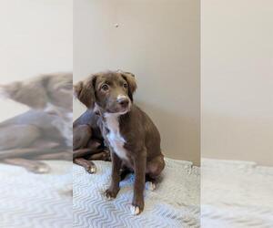--Unknown Mix Dogs for adoption in Frisco, CO, USA