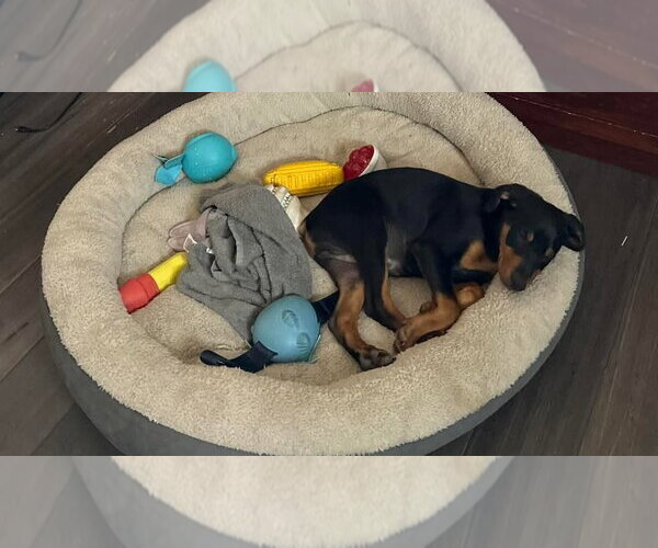 Medium Photo #7 Doberman Pinscher-Unknown Mix Puppy For Sale in Buffalo, MN, USA