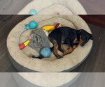 Small Photo #7 Doberman Pinscher-Unknown Mix Puppy For Sale in Buffalo, MN, USA
