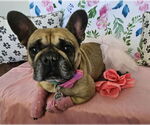 Small #5 French Bulldog