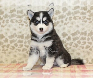 Pomsky Puppy for sale in DENVER, PA, USA